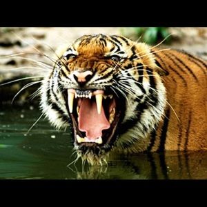 Meet your Posher, Philip